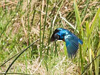 hildebrandt's starling 2